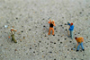 Beach maintenance