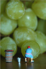 Wine Making