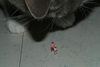 Catzilla