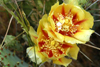 Prickley Pear