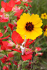 Wildflowers