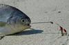A Father & Son Fishing Story