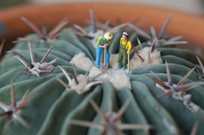 Cactus Farmers