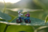 Bud-&-Joe