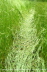 Grass-Trails