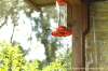 Hummingbird