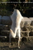 Lucky-Dog