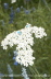 Men-in-White
