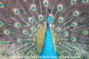 My-Peacock