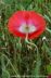 Unique Red