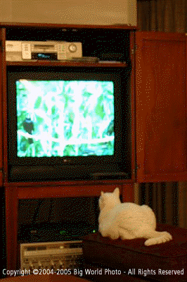 kitty-tv
