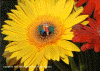 Lasting Love