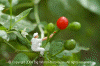 Red Pepper Painter