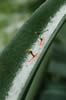 Downhill Skiing