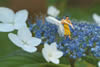 Mean May's Fresh-Cut Flowers
