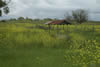 Spring on the Ranch