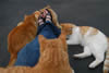 The Cat Lady